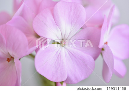 Geranium Geranium 139311466