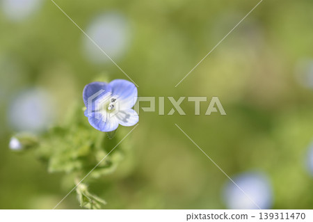 Persian speedwell Persian speedwell 139311470