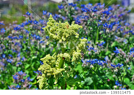 Rhubarb flowers (spring, April) Rhubarb flowers (spring, April) 139311475