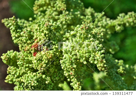 Rhubarb flowers (spring, April) Rhubarb flowers (spring, April) 139311477