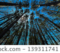Looking Up at Tall Pine Trees with Sunlight Through Forest Canopy Blue Sky Nature Perspective Scenic Woodland Landscape Outdoor Adventure Tranquil Wilderness View Towering Trees 139311741