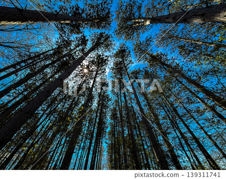 Looking Up at Tall Pine Trees with Sunlight Through Forest Canopy Blue Sky Nature Perspective Scenic Woodland Landscape Outdoor Adventure Tranquil Wilderness View Towering Trees Looking Up at Tall Pine Trees with Sunlight Through Forest Canopy Blue Sky Nature Perspective Scenic Woodland Landscape Outdoor Adventure Tranquil Wilderness View Towering Trees 139311741