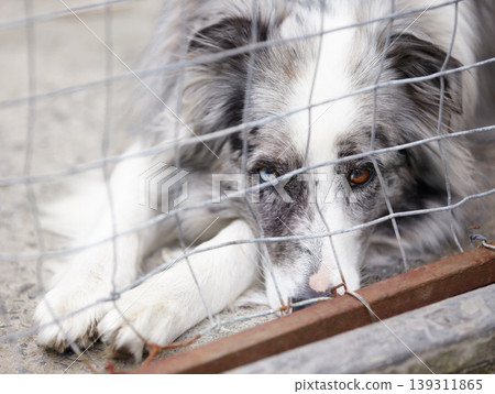 Animal shelter, fence and sad dog in sanctuary waiting for adoption, foster care and rescue. Pets, cage and portrait, face or closeup of unhappy canine or puppy in charity pound, welfare or kennel Animal shelter, fence and sad dog in sanctuary waiting for adoption, foster care and rescue. Pets, cage and portrait, face or closeup of unhappy canine or puppy in charity pound, welfare or kennel 139311865