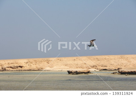 Seabird flying over a sandy coastal landscape Seabird flying over a sandy coastal landscape 139311924
