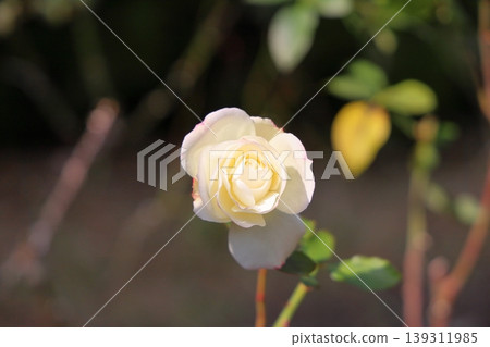 Winter Rose Matilda Winter Rose Matilda 139311985