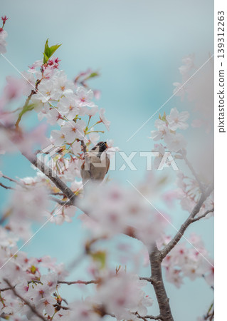 Cherry blossoms in full bloom and sparrows against a blue sky – a truly spring-like moment. 139312263