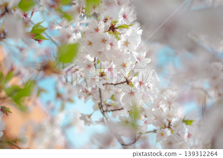Somei Yoshino cherry blossoms in full bloom, shining in the soft light of spring. 139312264
