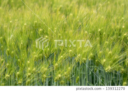 Blue wheat fields Blue wheat fields 139312270