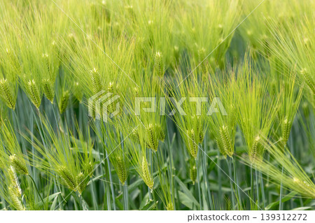 藍色麥田 藍色麥田 139312272