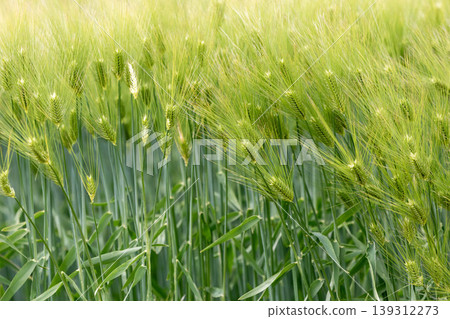 Blue wheat fields Blue wheat fields 139312273