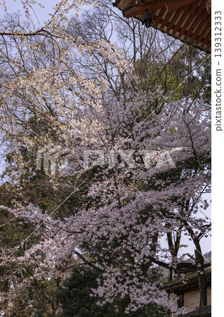 Looking up from beneath the cherry tree at the temple gate Looking up from beneath the cherry tree at the temple gate 139312333