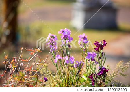 Cute stock flowers Cute stock flowers 139312393