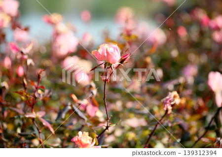 Winter rose Pink Knock Out Winter rose Pink Knock Out 139312394