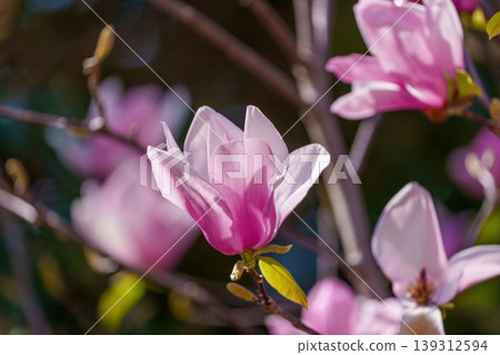 The beautiful pink flowers of the purple magnolia announce the arrival of spring. The beautiful pink flowers of the purple magnolia announce the arrival of spring. 139312594