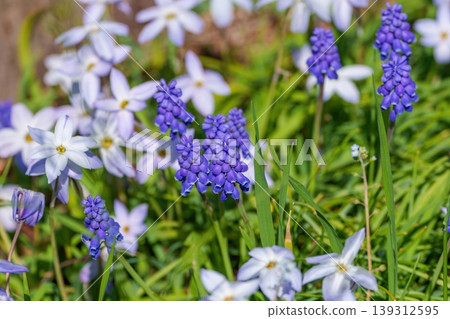 Muscari and Ipheion flowers blooming in a spring field Muscari and Ipheion flowers blooming in a spring field 139312595
