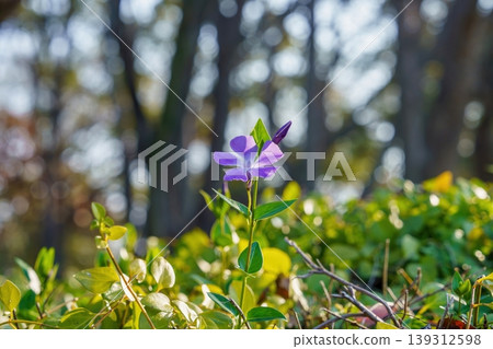 春日陽光下，紫長春花閃閃發光 139312598