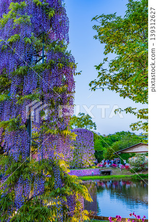 (Tochigi Prefecture) Ashikaga Flower Park: Purple Wisteria Screen (Illuminated) (Tochigi Prefecture) Ashikaga Flower Park: Purple Wisteria Screen (Illuminated) 139312627