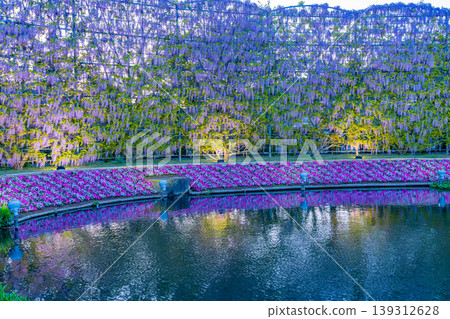 (栃木縣)足利花公園:紫藤屏風(燈光秀) (栃木縣)足利花公園:紫藤屏風(燈光秀) 139312628