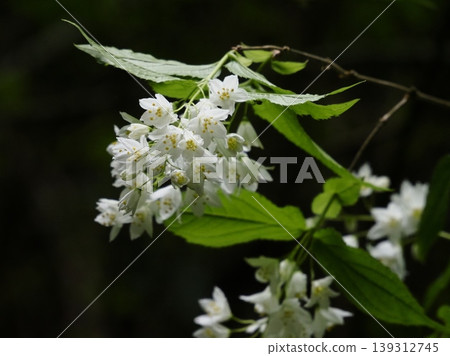 Deutzia flowers along the stream Deutzia flowers along the stream 139312745