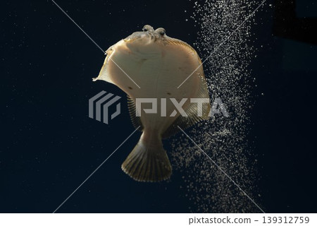 比目魚,石鰈,海魚,游泳的比目魚,正面的比目魚,比目魚的臉 比目魚,石鰈,海魚,游泳的比目魚,正面的比目魚,比目魚的臉 139312759