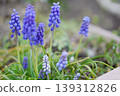 Muscari 139312826