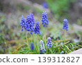 Muscari 139312827