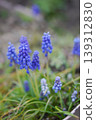 Muscari 139312830