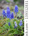 Muscari 139312831