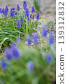 Muscari 139312832