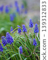 Muscari 139312833