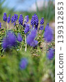 Muscari 139312853