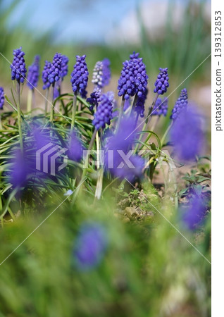 Muscari Muscari 139312853