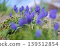 Muscari 139312854
