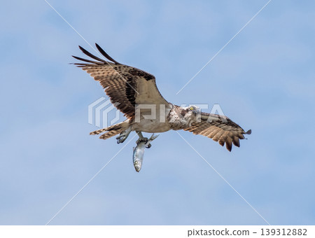 Osprey catches a fish 139312882