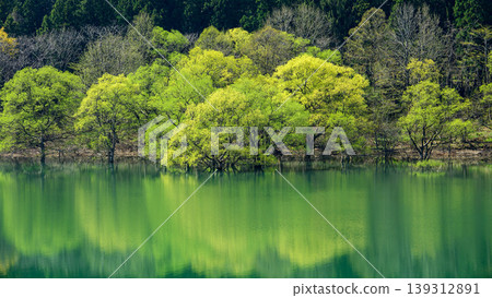 金州湖,一個美麗的湖泊,倒映著春天充滿活力的綠色,以及湖底的森林,位於岩手縣。 金州湖,一個美麗的湖泊,倒映著春天充滿活力的綠色,以及湖底的森林,位於岩手縣。 139312891