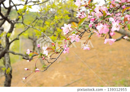 Flowering branches of the flowering crabapple tree in the spring park Flowering branches of the flowering crabapple tree in the spring park 139312955