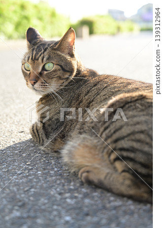 Cat looking back 139312964