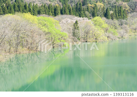 金州湖,一片水下森林,迎接岩手縣的清爽春天。 金州湖,一片水下森林,迎接岩手縣的清爽春天。 139313116