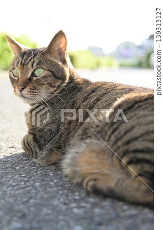 Cat looking back Cat looking back 139313127