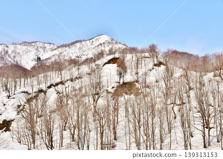 Early spring scenery of the beech forest and the remaining snow at the headwaters of the Hagama River 139313153