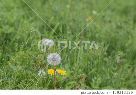 Dandelion's fluff 139313159