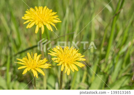 Dandelions - Yellow wildflowers that bloom in spring fields Dandelions - Yellow wildflowers that bloom in spring fields 139313165