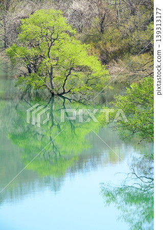 岩手縣錦州湖美麗的淹沒森林，綠意盎然 139313177