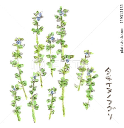 一幅春季植物的水彩插圖,描繪的是波斯婆婆納(Veronica persica)的藍色小花。 一幅春季植物的水彩插圖,描繪的是波斯婆婆納(Veronica persica)的藍色小花。 139313183
