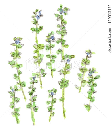 A watercolor illustration of a spring plant, the tiny blue flower of Veronica persica. A watercolor illustration of a spring plant, the tiny blue flower of Veronica persica. 139313185