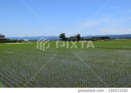 Paddy fields in early summer Shonai, Yamagata Prefecture Paddy fields in early summer Shonai, Yamagata Prefecture 139313192