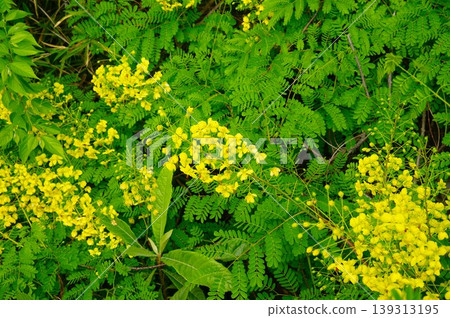 Yellow Caesalpinia Yellow Caesalpinia 139313195