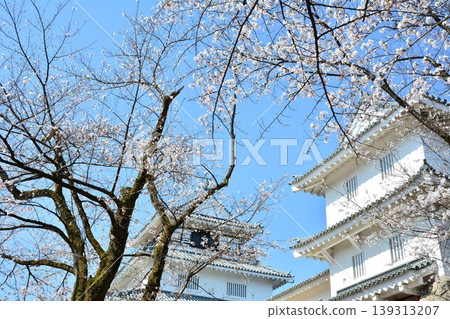 長岡城的櫻花 139313207