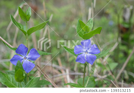 Periwinkle Periwinkle 139313215