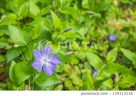 長春花 139313216
